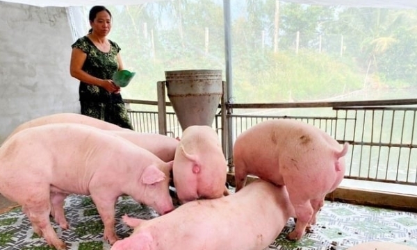 Entering the second industrial revolution in pig farming
